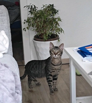 July sucht ein liebevolles Zuhause