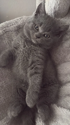 katzenbabys