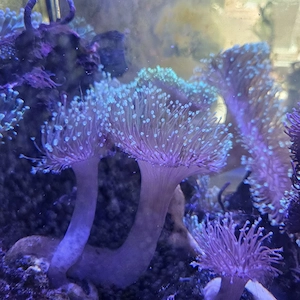 Sacrophyton