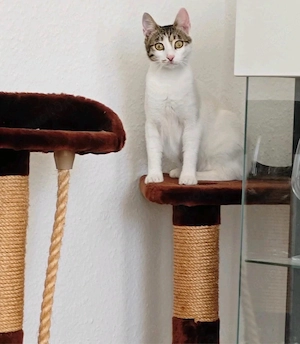 June sucht ihr Für-immer-Zuhause