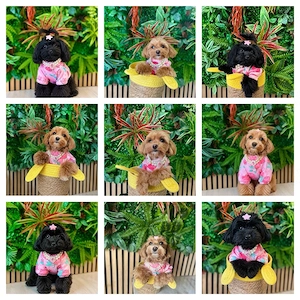 Maltipoo Welpen