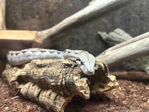 boa kaiserboa  Bild 2
