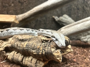 boa kaiserboa 
