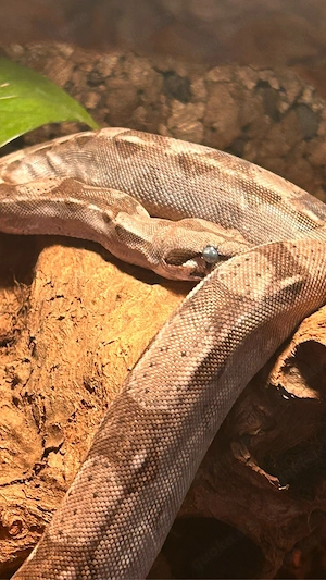 boa kaiserboa  Bild 2