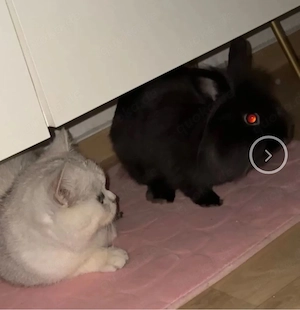 Zwergkaninchen männlich