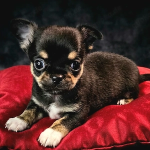 Chihuahua mit Ahnentafel