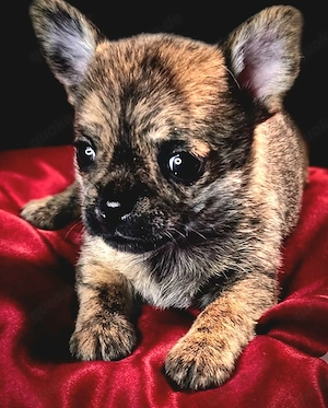 Chihuahua mit Ahnentafel