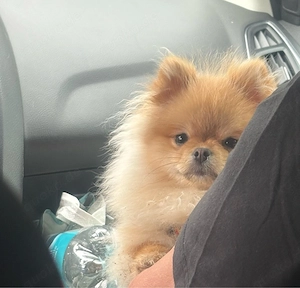 Liebe kleine Pomeranian Hündin