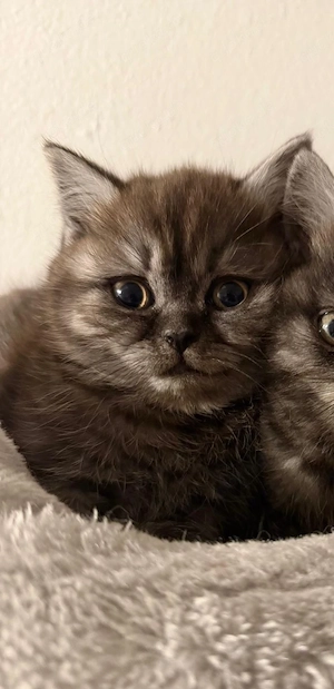 Süße baby Katze zum verkaufen