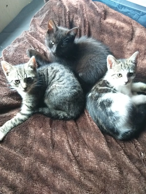 Katzen Katze Kitten