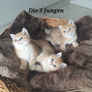 Bkh Kitten Reinrassig Gold