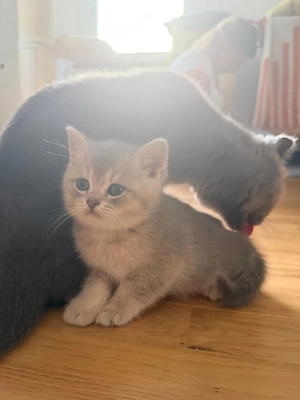 Reinrassige Britisch-Kurzhaar-Kitten suchen ab Juli ihr Für-immer-Zuhause