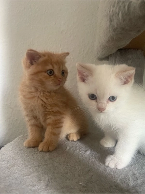 baby katzen 