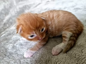 Main Coon Kitten mit Stammbaum
