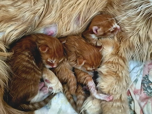 Main Coon Kitten mit Stammbaum