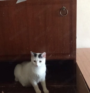 Lea sucht ein liebevolles Zuhause 