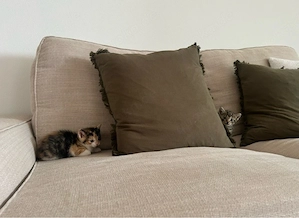 Baby Katzen