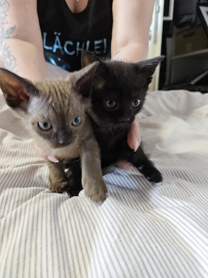 Zauberhafte Sphynx-Mischling babys suchen ein liebesvolles zuhause