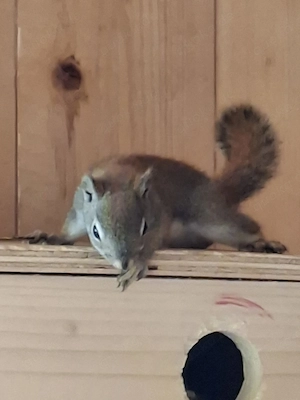 Kanadische Rothörnchen 