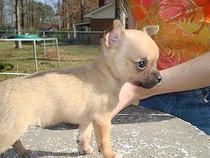    Wunderschöne Chihuahua-Welpen suchen ein liebevolles Zuhause     