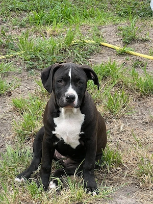 Old Englisch Bulldog Mix Welpen [ 1 noch da]