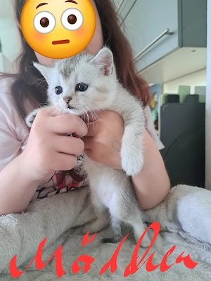 verkaufe britisch kurzhaar kitten 
