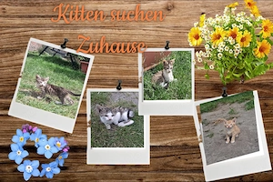 4 süße Katzenbabys suchen ein liebevolles Zuhause 