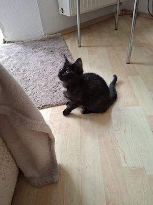 Mischlingskitten
