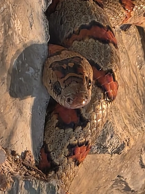 Königsnatter abzugeben