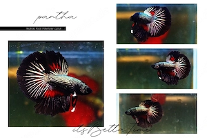 Betta Splendens aus Hobbyzucht - Black Red Panther Gold Kampffisch
