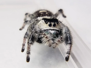 Phidippus Regius White Bahama FH 3-4 Springspinne