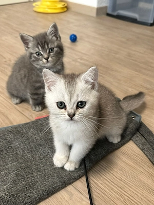 BKH Britisch Kurzhaar Kitten 