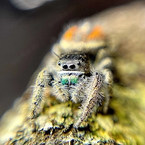 Phidippus Texanus FH 3-4 Springspinne Phidippus Regius