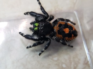 Phidippus Audax Bryantae FH 3-4 Springspinne Phidippus Regius