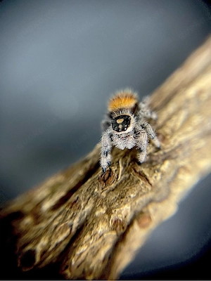 Phidippus Regius Soroa FH 3-4 Springspinne 