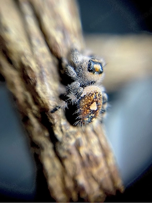 Phidippus Regius Rastafari FH 3-4 Springspinne 