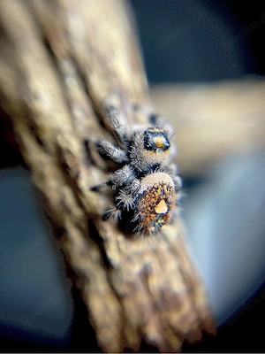 Phidippus Regius Rastafari FH 3-4 Springspinne 