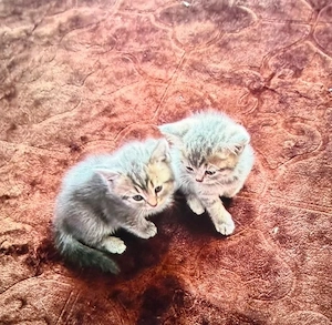 2 bkh katzen suchen ein neues Zuhause 