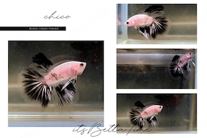 Betta Splendens aus Hobbyzucht "Black Copper Marble" Kampffisch