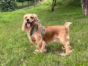 Englischer Cocker Spaniel zu verkaufen