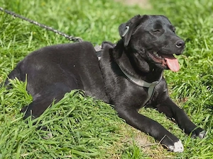 Pollly, 10 mon Lablador mix 