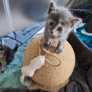 Katzen Babys ab 1.8. 