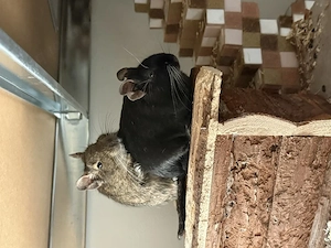 4 liebe Degu-Mädels suchen ein neues Zuhause (wegen Allergie)