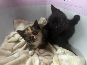 Katzen Babys 
