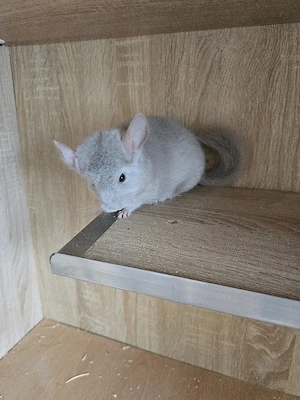 Chinchilla