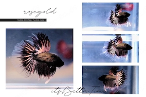 Betta Splendens aus Hobbyzucht "Black Panther Purple Gold" Kampffisch