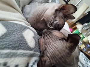 Sphynxkatzen abzugeben