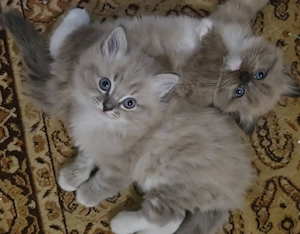 3 wunderschöne Ragdollkitten suchen liebevolles Zuhause 