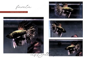 Betta Splendens aus Hobbyzucht "Black Panther Purple Gold" 