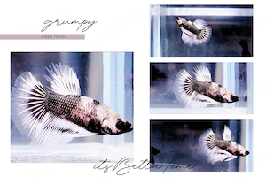 Betta Splendens aus Hobbyzucht "Copper Marble" Kampffisch